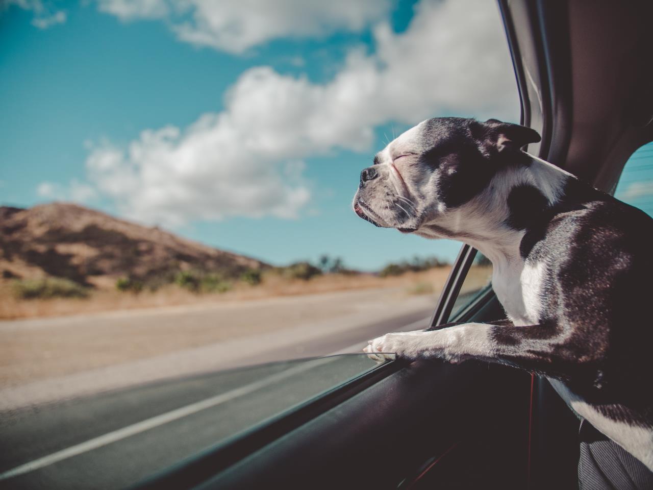 dog head out of car window